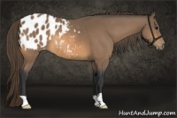 Horse Color:Buckskin Appaloosa