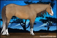 Horse Color:Brown Dun Splash Appaloosa 