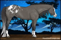 Horse Color:Grullo Splash Appaloosa 