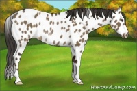 Horse Color:Liver Red Dun Near Leopard Rabicano Brindle 