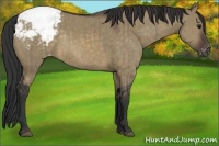 Horse Color:Brown Dun Appaloosa Brindle 