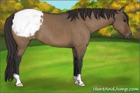 Horse Color:Brown Dun Appaloosa Brindle
