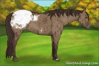 Horse Color:Liver Red Dun Snowcap Brindle 