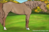 Horse Color:Red Dun Appaloosa Brindle 