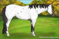 Horse Color:Liver Red Dun Appaloosa Brindle 