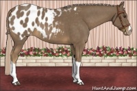 Horse Color:Chocolate Palomino Appaloosa 