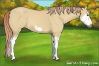 Horse Color:Red Dun Roan Splash Frame Rabicano 