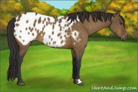 Horse Color:Bay Dun Appaloosa Brindle 