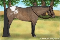 Horse Color:Brown Dun Appaloosa Brindle