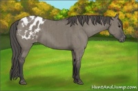 Horse Color:Smoky Grullo Appaloosa Brindle 