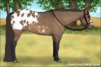 Horse Color:Bay Dun Appaloosa Brindle 