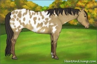 Horse Color:Liver Red Dun Appaloosa Brindle