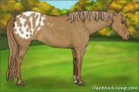Horse Color:Red Dun Appaloosa Brindle 