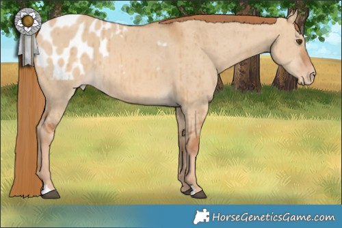 Horse Color:Red Dun Blanket Brindle 
