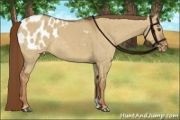 Horse Color:Red Dun Appaloosa Brindle 