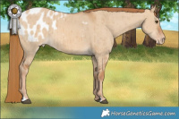 Horse Color:Red Dun Blanket Brindle