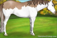 Horse Color:Black Pearl Splash 