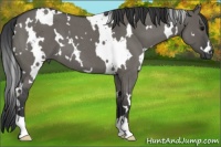 Horse Color:White Spotted Grullo Roan 