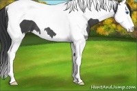 Horse Color:Blue Roan Splash Tobiano Varnish 