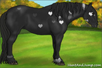Horse Color:Gray Black