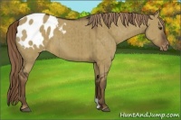 Horse Color:Liver Red Dun Appaloosa Brindle 