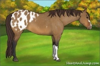 Horse Color:Bay Dun Appaloosa Brindle 