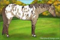 Horse Color:Liver Red Dun Appaloosa 
