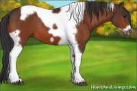 Horse Color:Bay Tobiano Frame Rabicano 