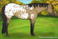 Horse Color:Brown Dun Appaloosa Brindle