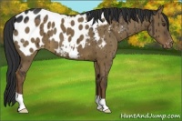 Horse Color:Liver Red Dun Appaloosa 