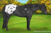Horse Color:Black Appaloosa 