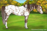 Horse Color:White Spotted Liver Red Dun Splash Appaloosa