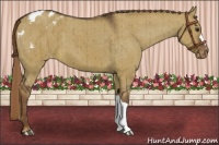 Horse Color:Liver Red Dun Appaloosa Brindle
