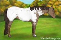 Horse Color:Liver Red Dun Snowcap 