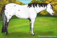 Horse Color:Brown Appaloosa