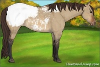 Horse Color:Bay Dun Varnish Brindle 