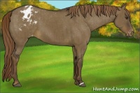 Horse Color:Liver Red Dun Appaloosa Brindle