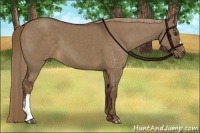Horse Color:Liver Red Dun 