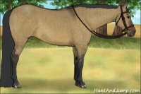 Horse Color:Brown Dun Brindle 