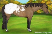 Horse Color:Brown Dun Appaloosa Rabicano 