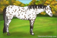 Horse Color:Liver Red Dun Near Leopard Rabicano Brindle 
