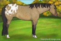 Horse Color:Brown Dun Appaloosa Brindle