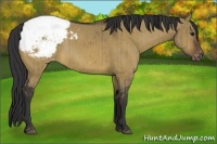 Horse Color:Brown Dun Appaloosa Rabicano Brindle