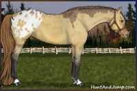 Horse Color:Buckskin Dun Appaloosa