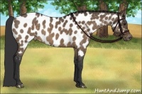 Horse Color:Brown Dun Near Leopard Brindle