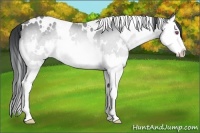 Horse Color:White Spotted Bay Chinchilla Splash