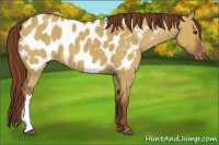Horse Color:Red Dun Appaloosa Brindle 