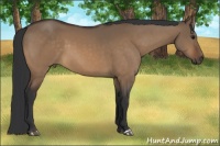 Horse Color:Bay Dun