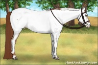 Horse Color:Red Dun Near Fewspot 
