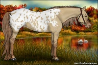 Horse Color:Red Dun Appaloosa 